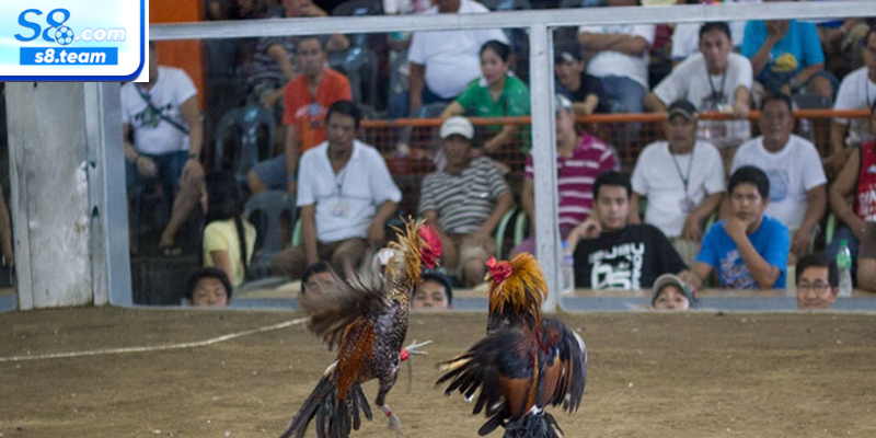 Cách theo dõi đá gà Thomo trực tiếp